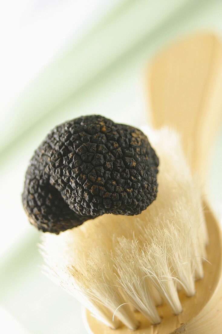Schwarze Trüffel (Perigord-Trüffel) auf Bürste