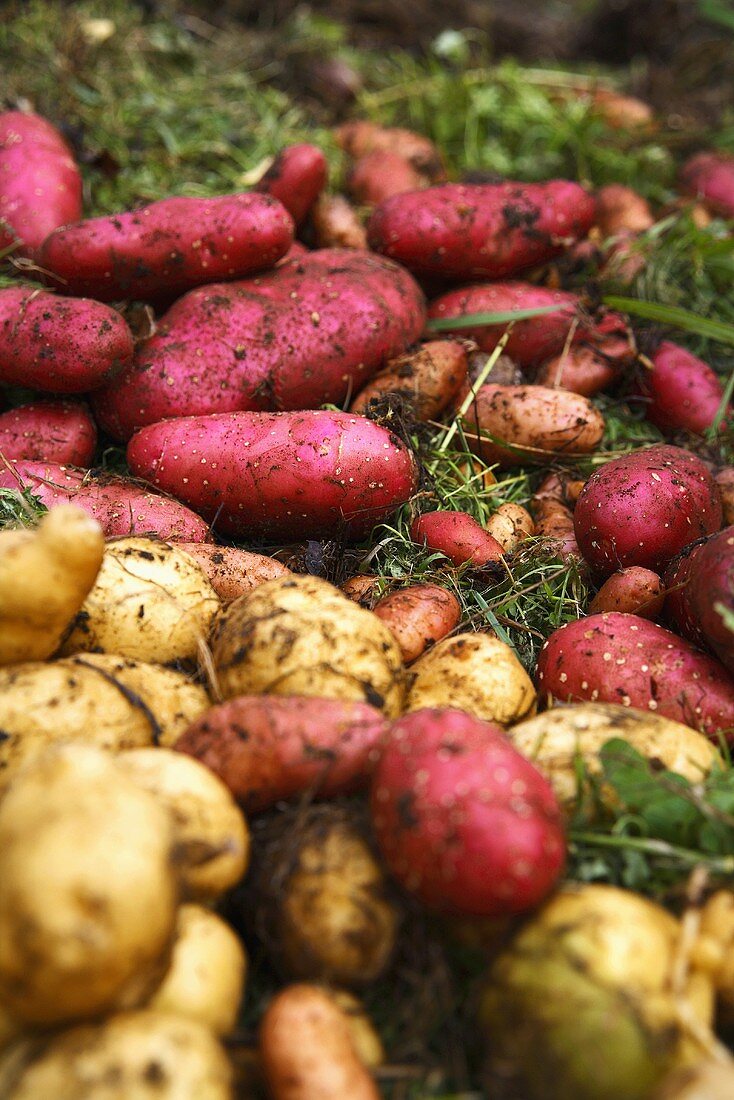 Verschiedene frisch geerntete Kartoffeln auf Wiese