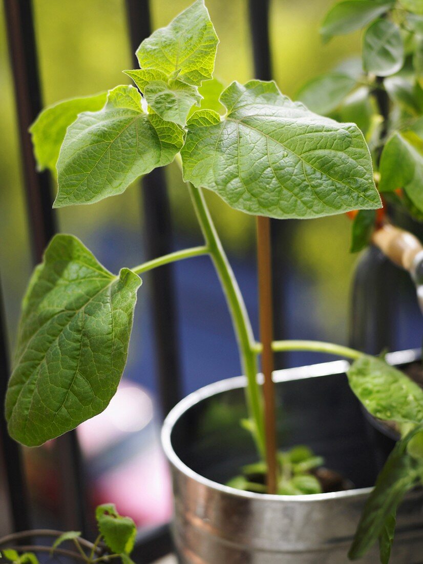 Chinese lantern plant in flowerpot