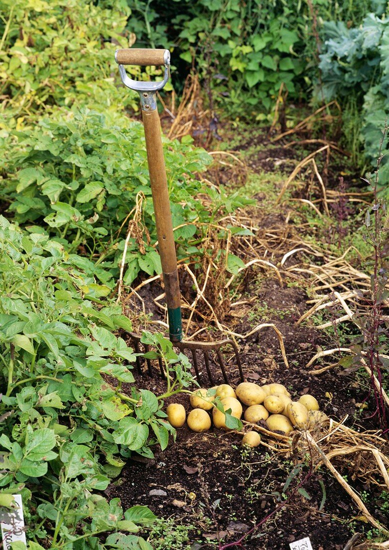 Freshly dug potatoes in a vegetable garden