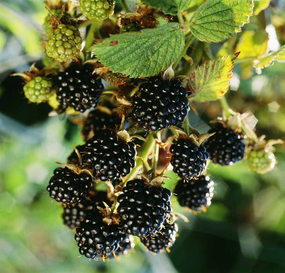 Blackberries on branch (close-up)