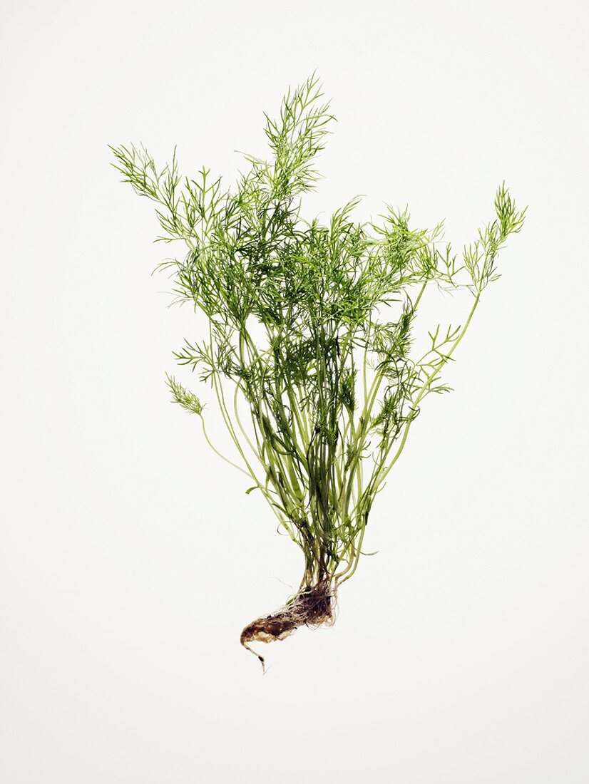 Dill with roots