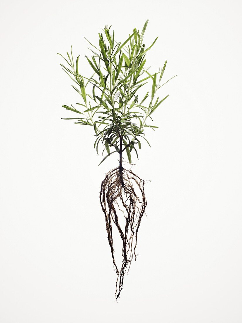 Rosemary with roots