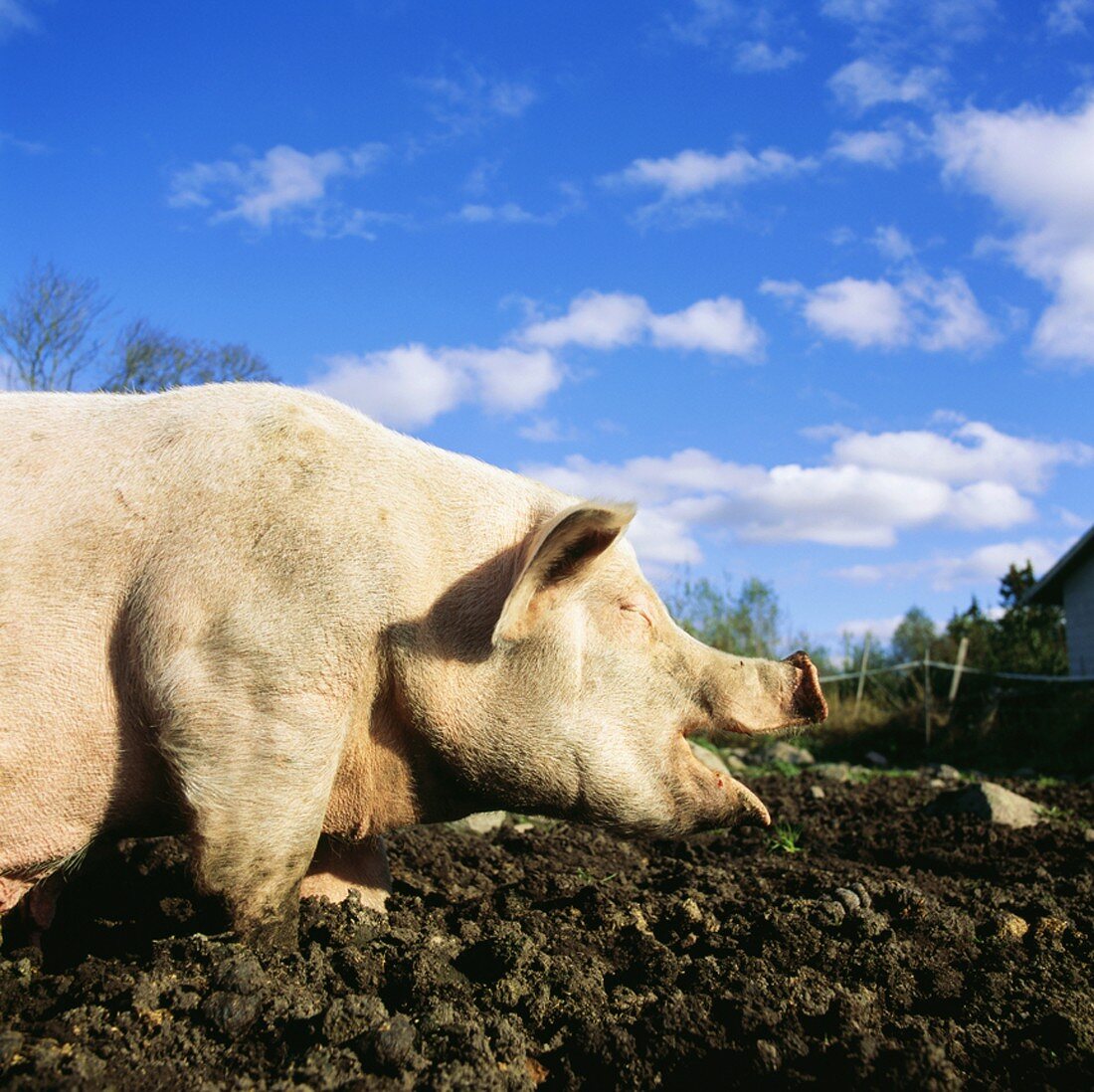 Pig on a farm