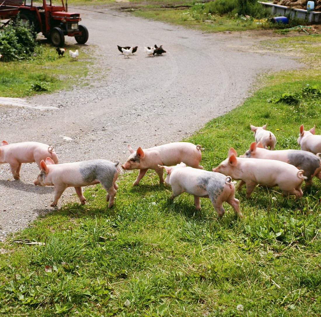 Schweine und Hühner am Bauernhof
