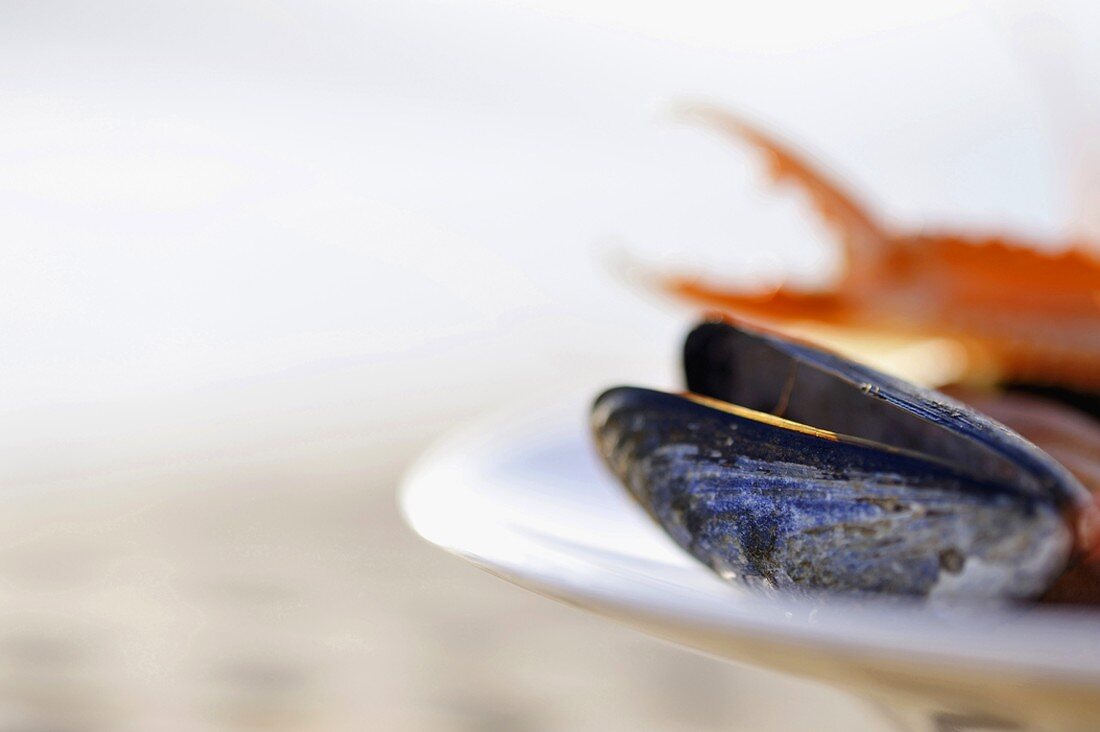 Mussel on plate