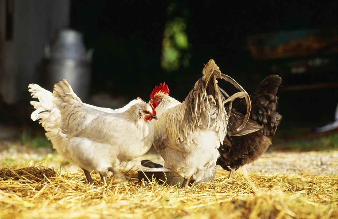 Hens on a farm