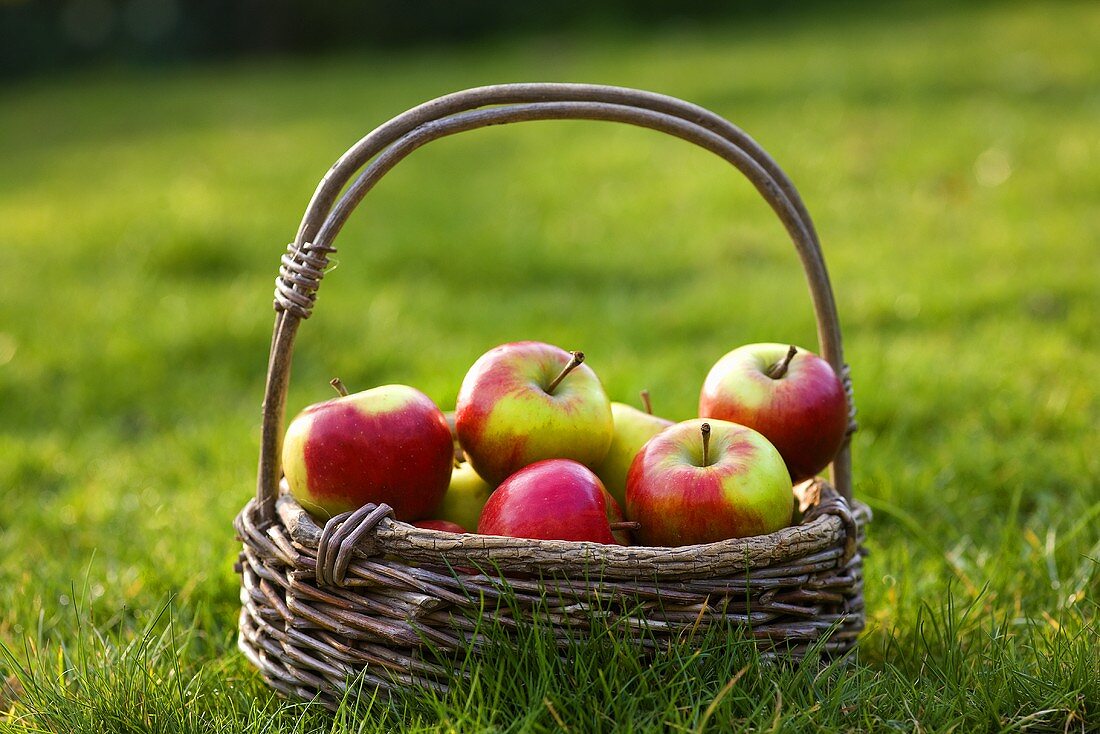 Basket of fresh apples in grass