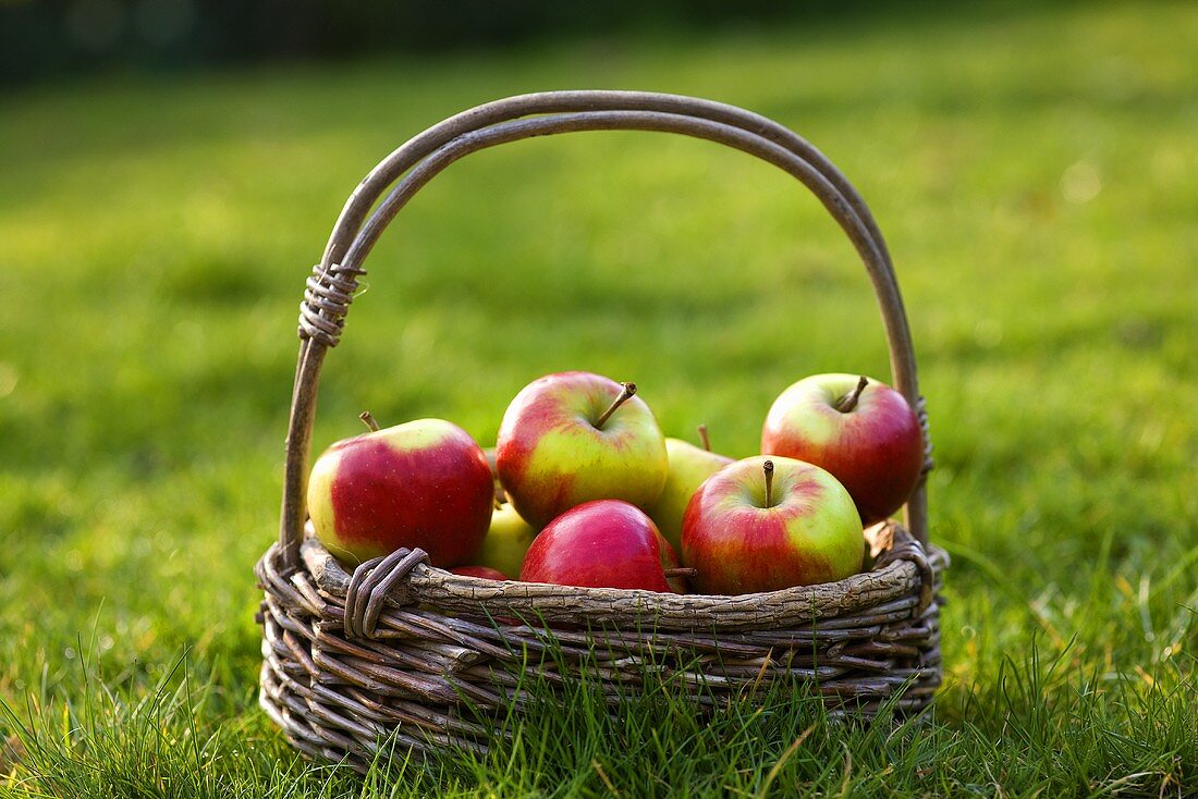 Korb mit frischen Äpfeln im Gras