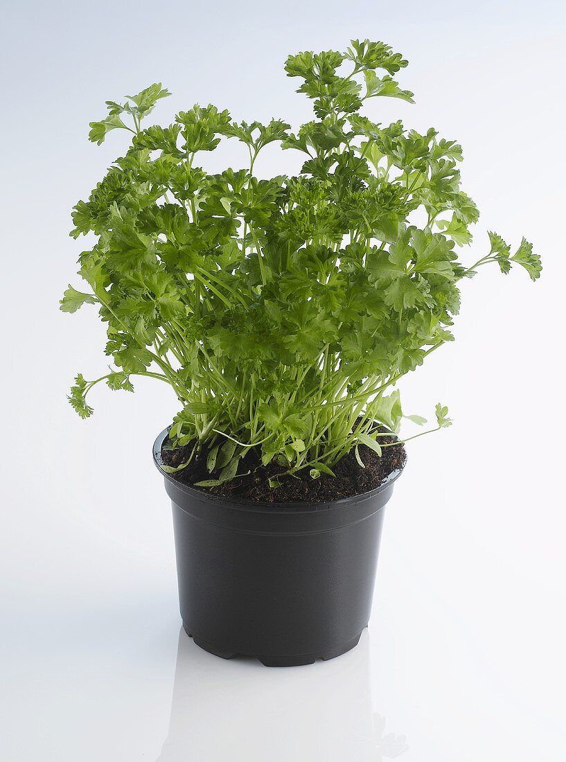 Pot of parsley