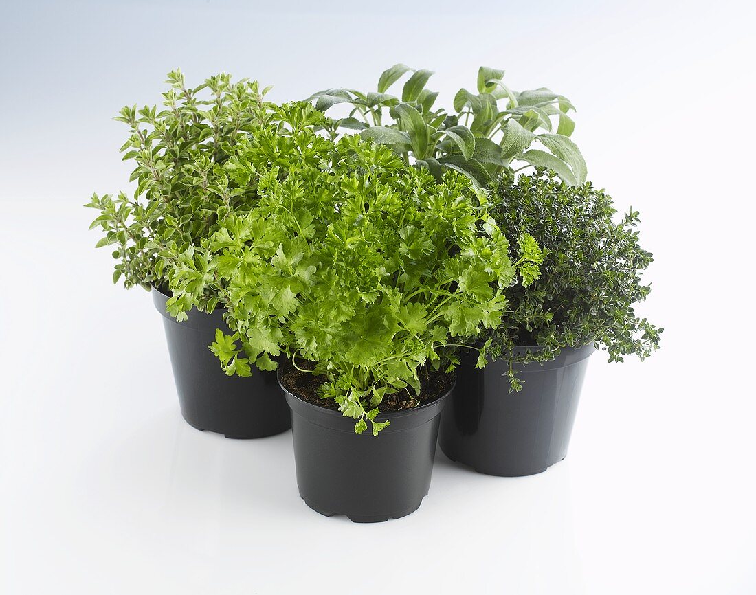 Four pots of herbs