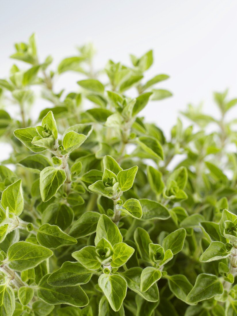 Fresh oregano