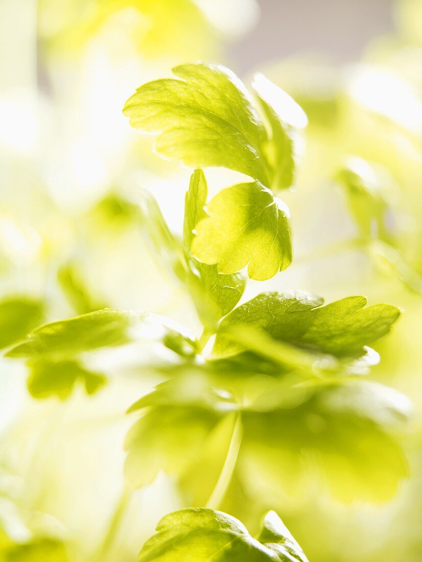 Flat-leaf parsley (close-up)