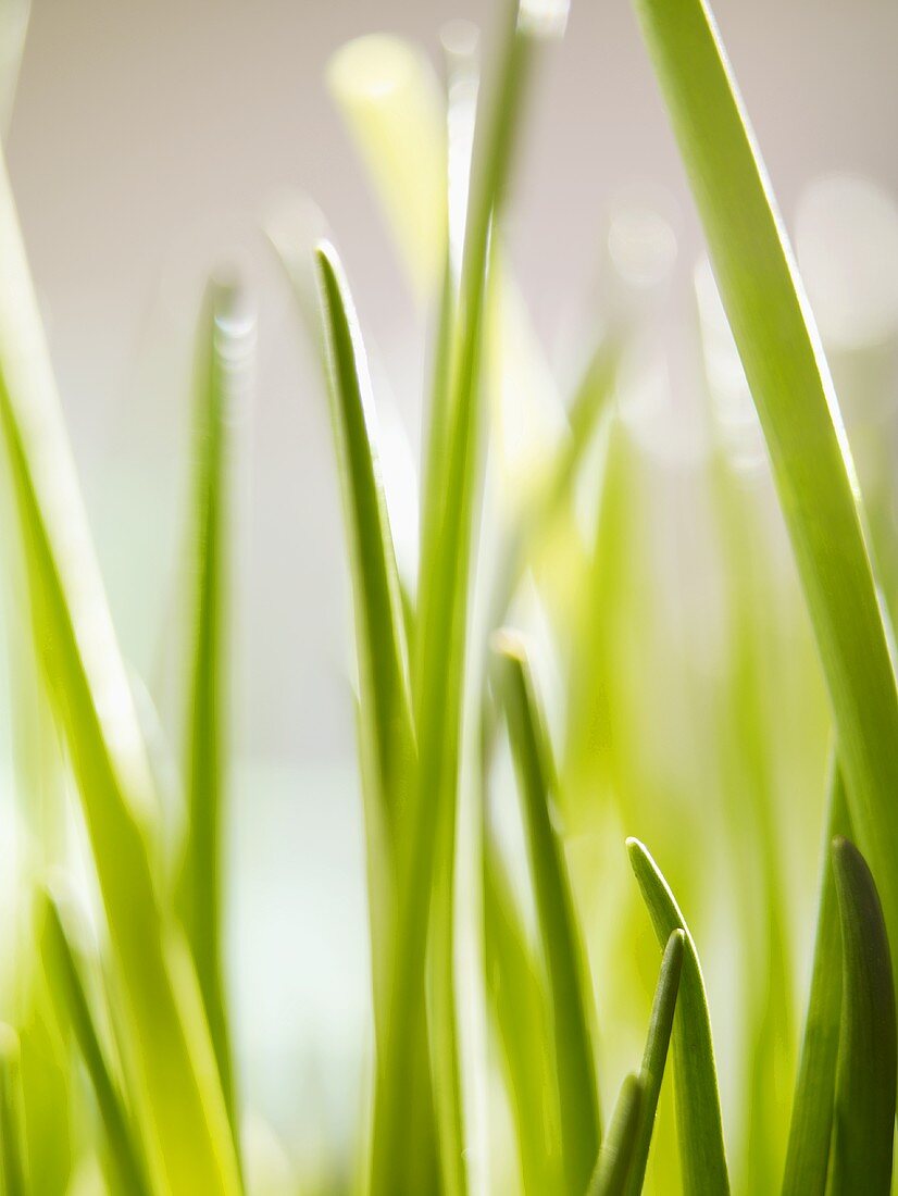 Chives (close-up)