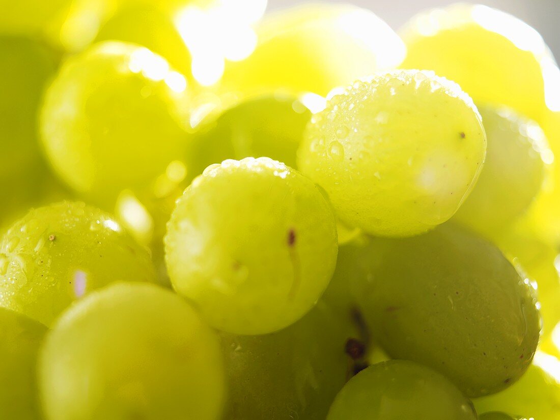 Grüne Weintrauben mit Wassertropfen (Close up)