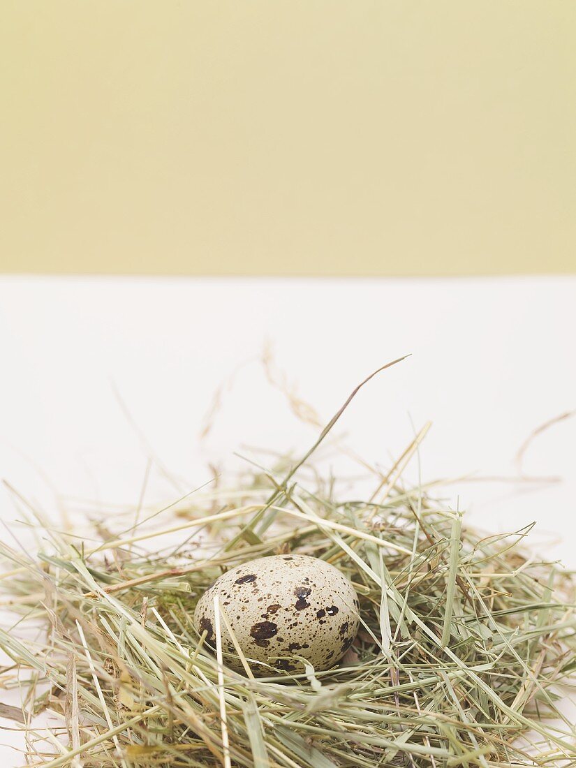 Quail's egg in nest