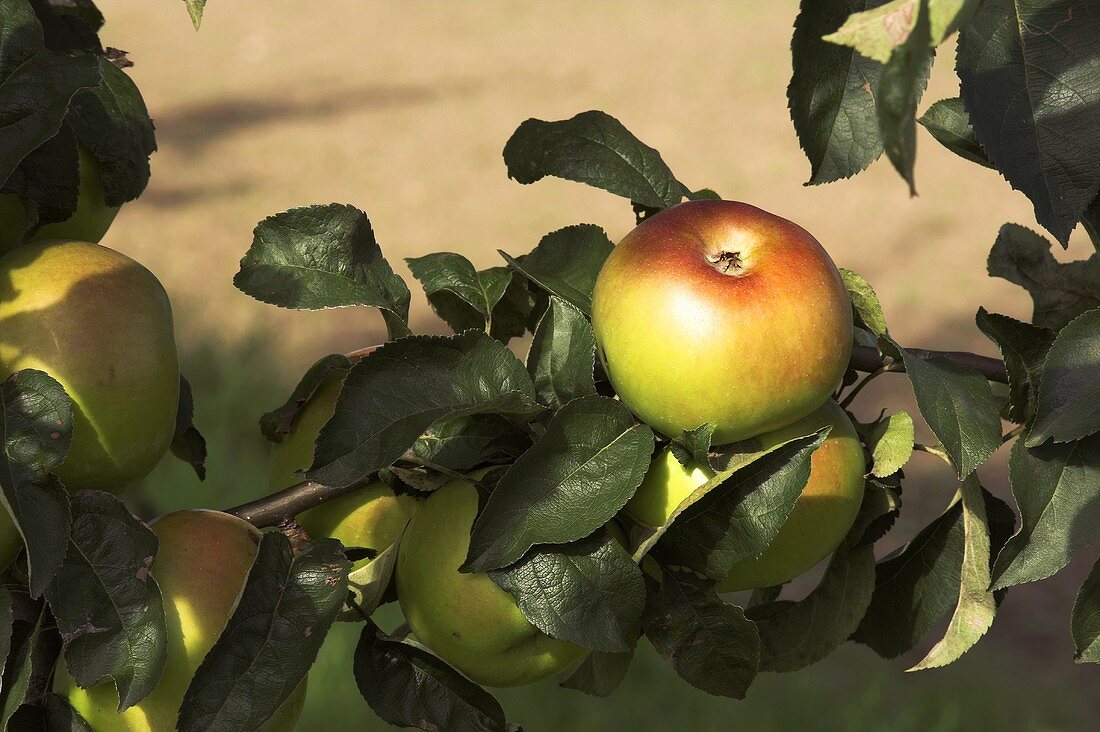 'Brettacher' apples on the tree