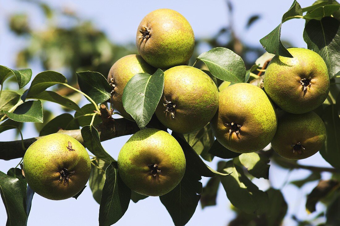 'Gelbmöstler' pears on the tree
