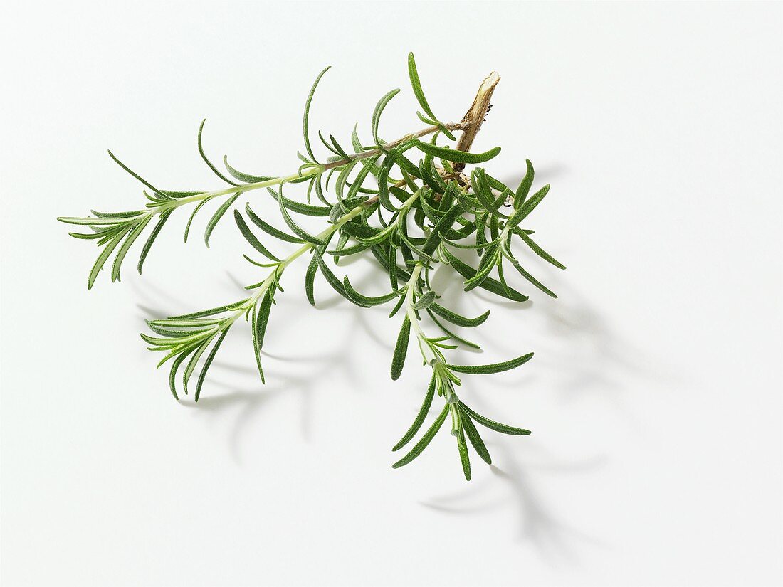 Rosemary