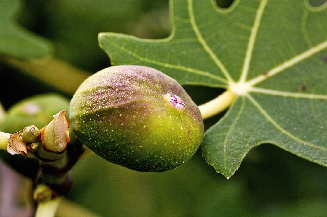 A fig on the tree
