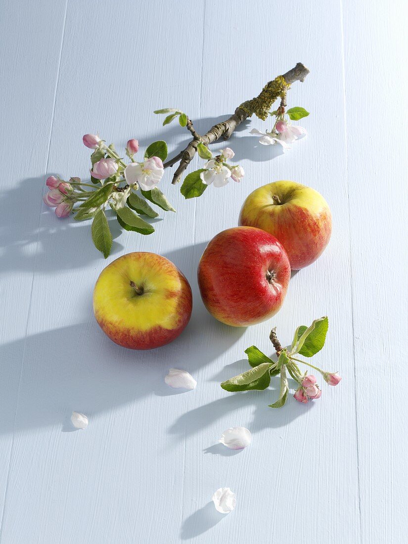 Frische Äpfel und Zweig mit Apfelblüten