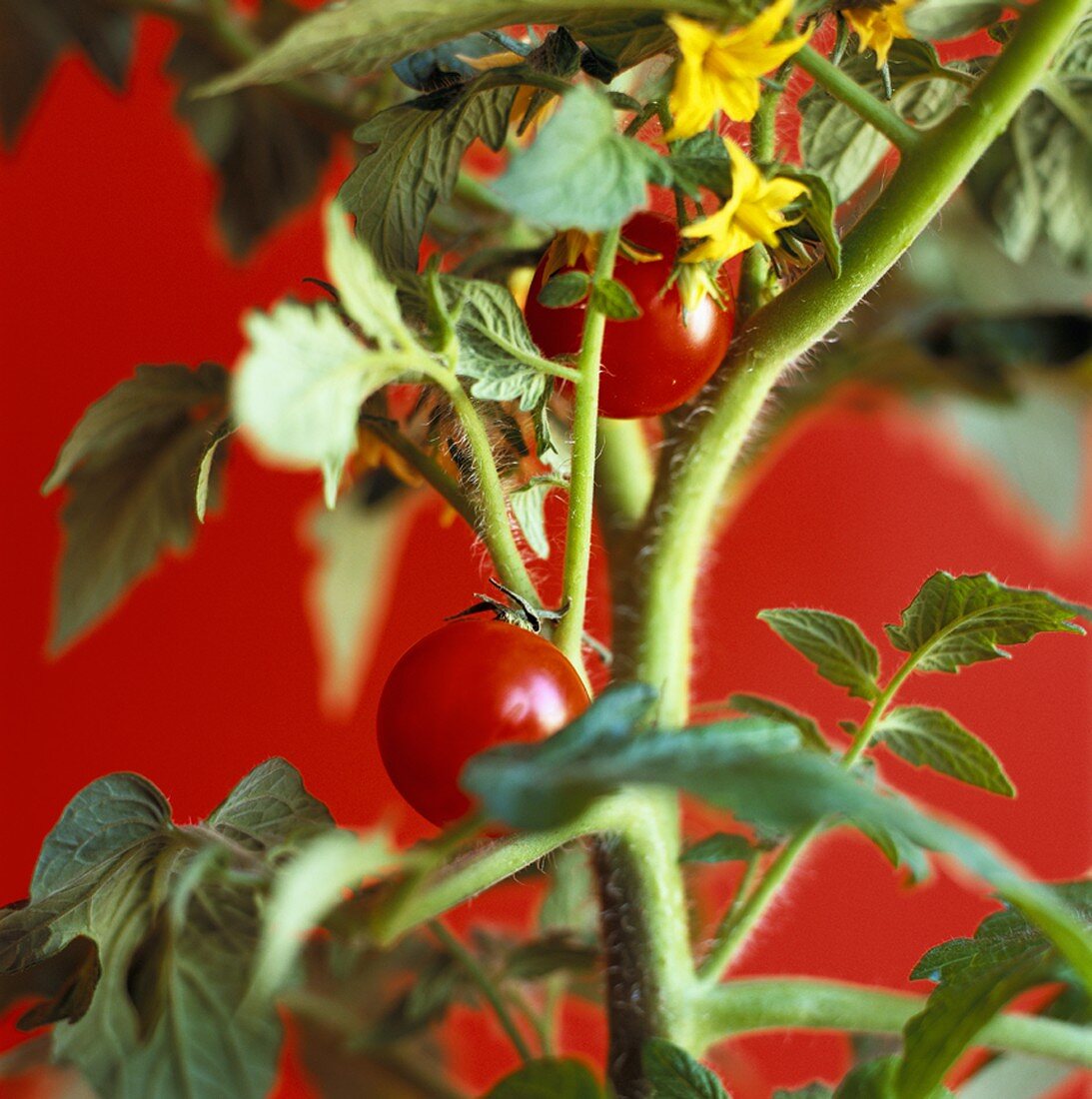 Tomatenpflanze vor rotem Hintergrund