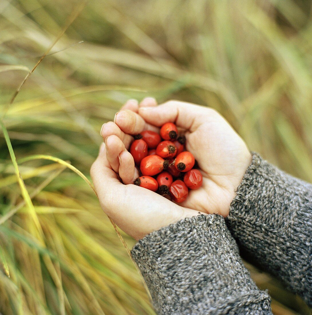 Hands holding rose hips