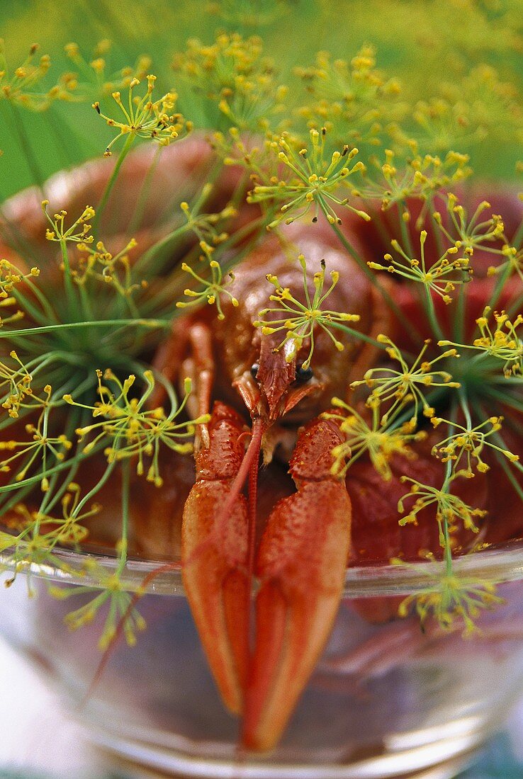 Crayfish with dill in glass bowl (close-up)