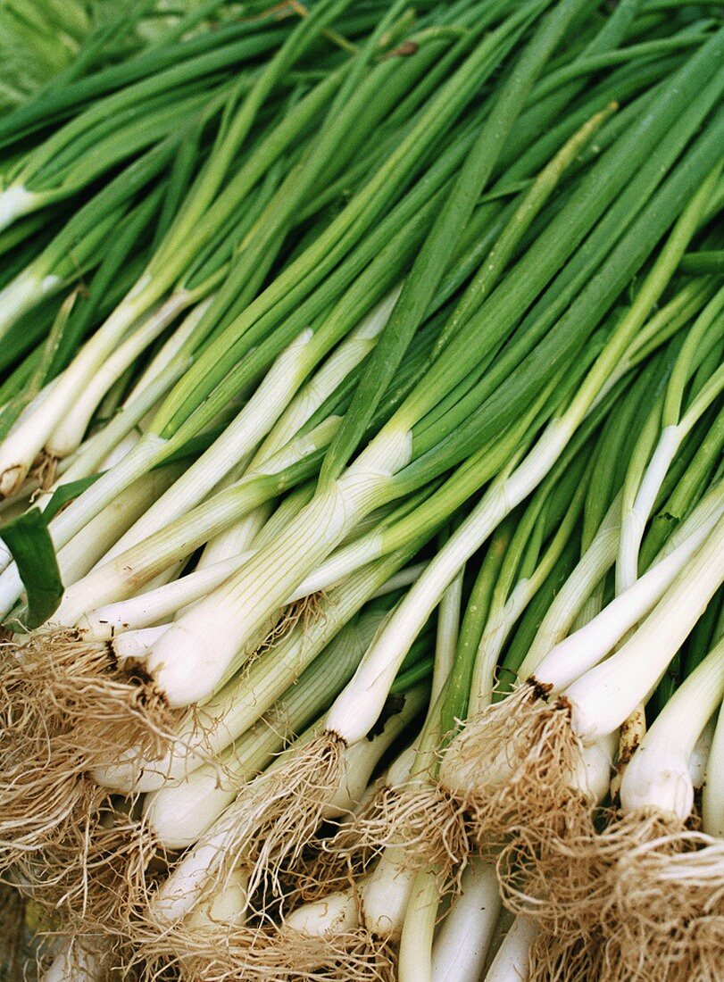 Viele Frühlingszwiebeln auf einem Markt