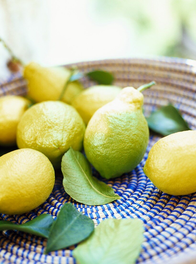 Zitronen mit Blättern in flachem Korb