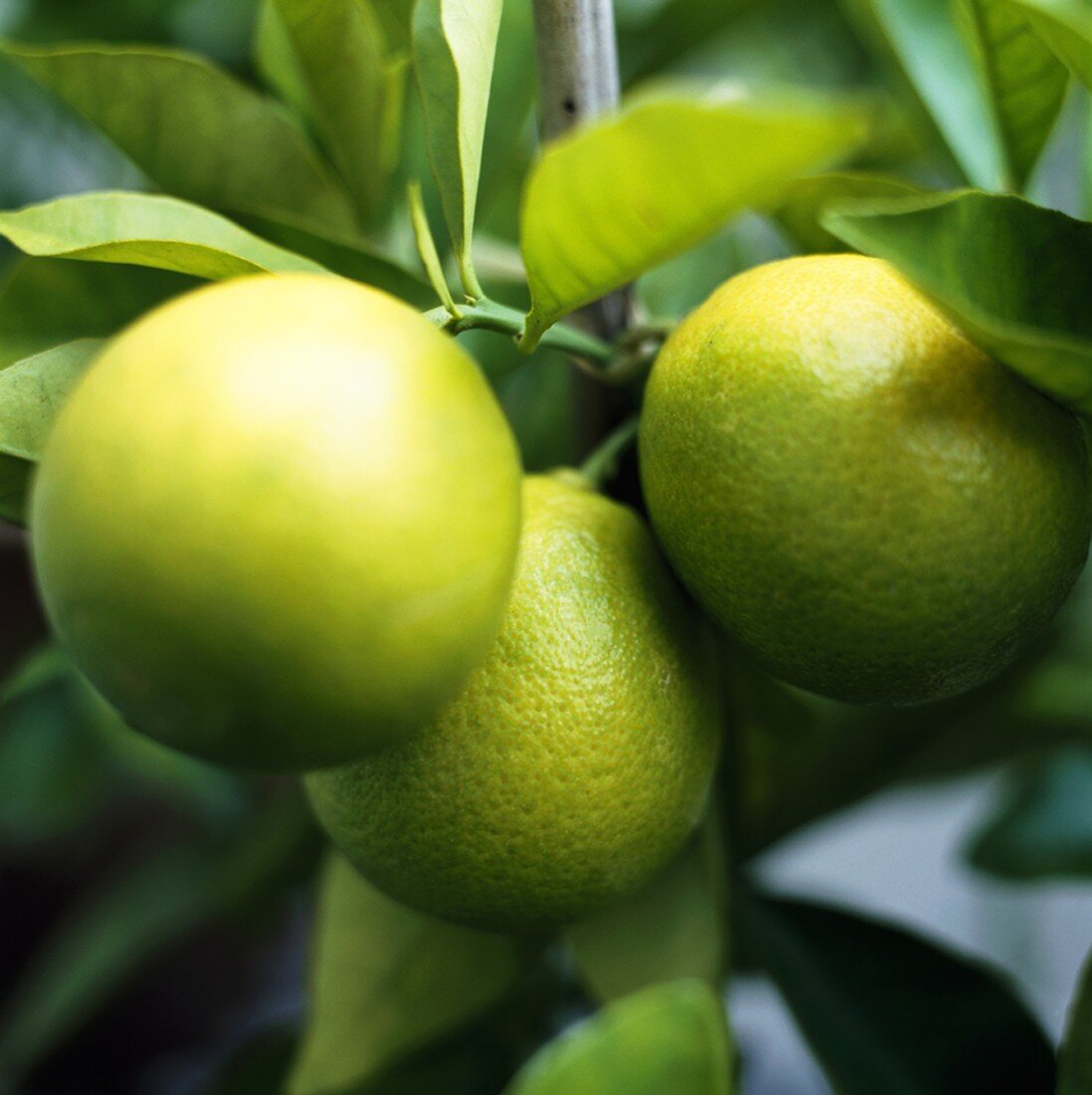 Lemons on the tree (close-up)