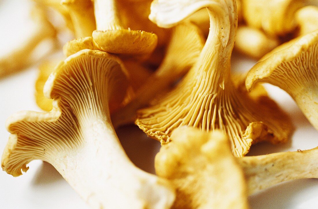 Fresh chanterelles (close-up)