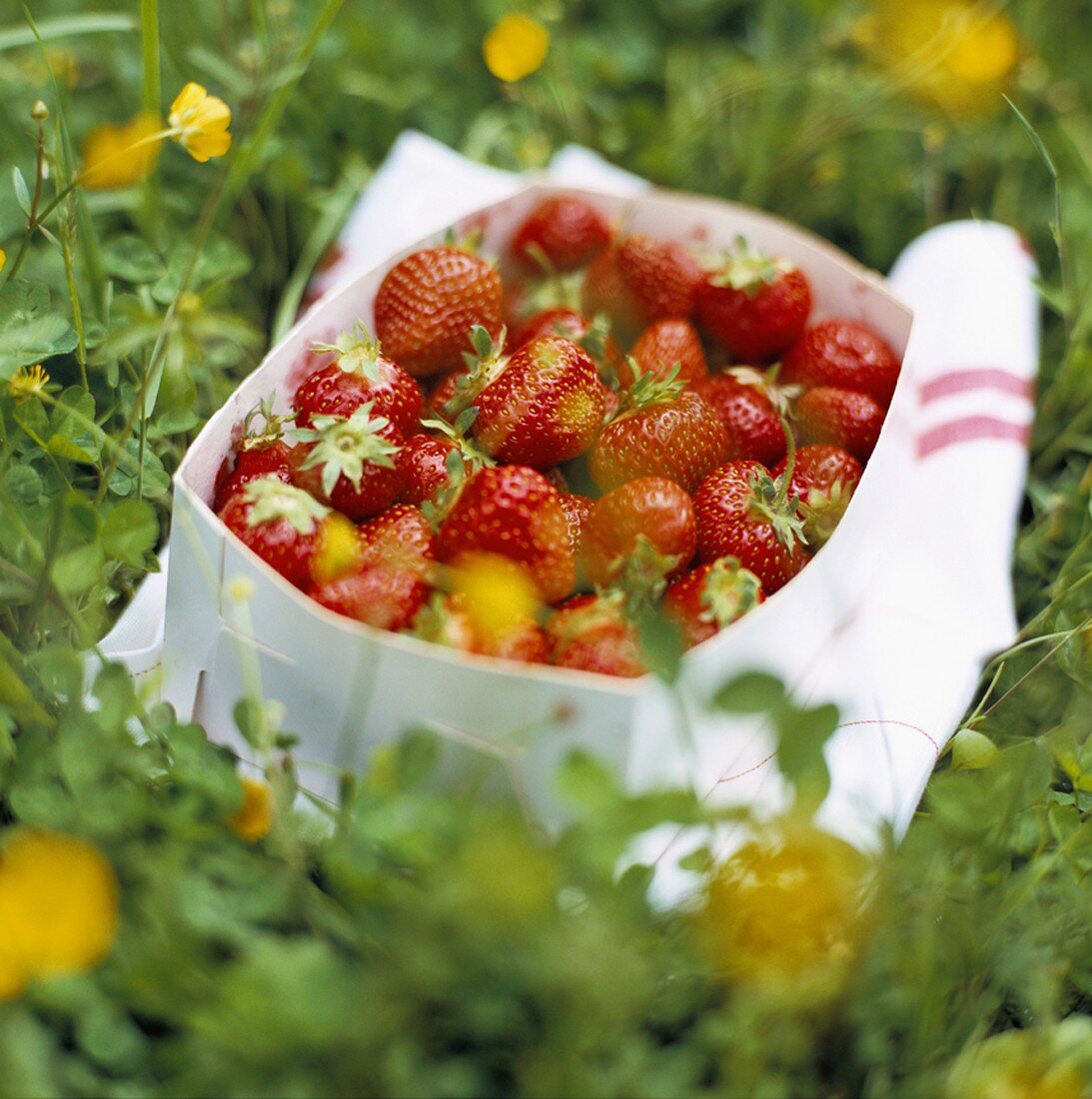 Frische Erdbeeren im Pappschälchen auf Wiese