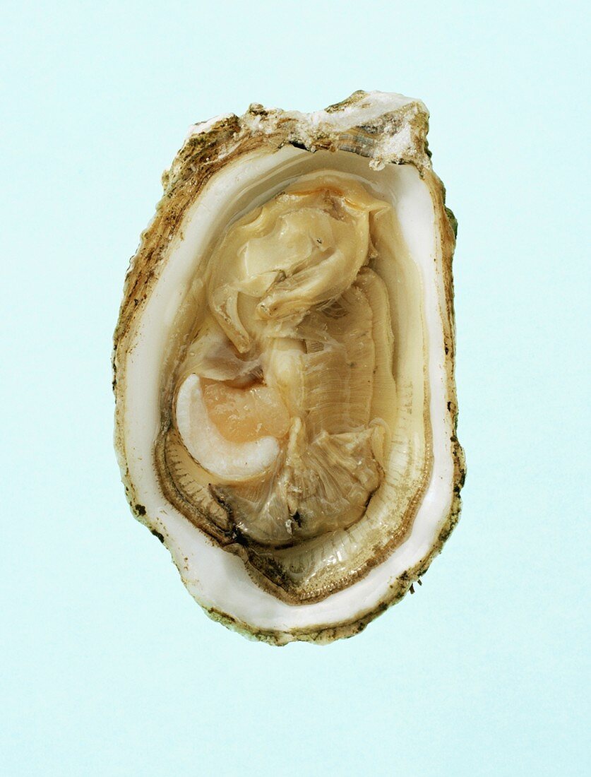 Half an oyster from above