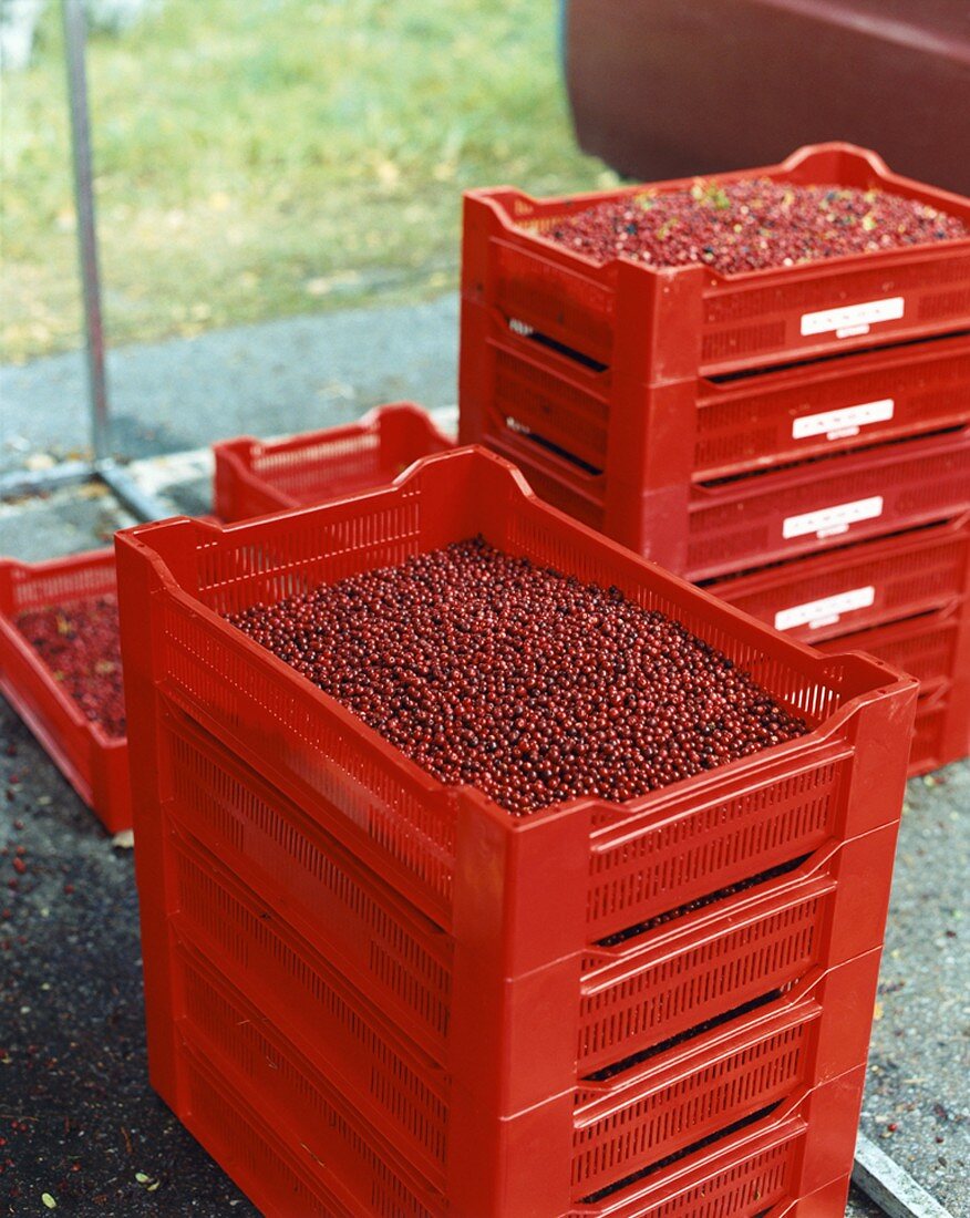 Cranberries in red crates