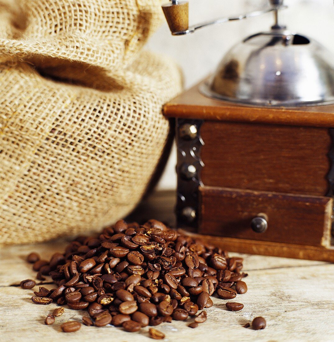 Coffee beans, old coffee mill and jute sack