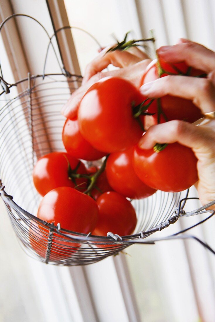 Hände halten Tomaten im Drahtkorb