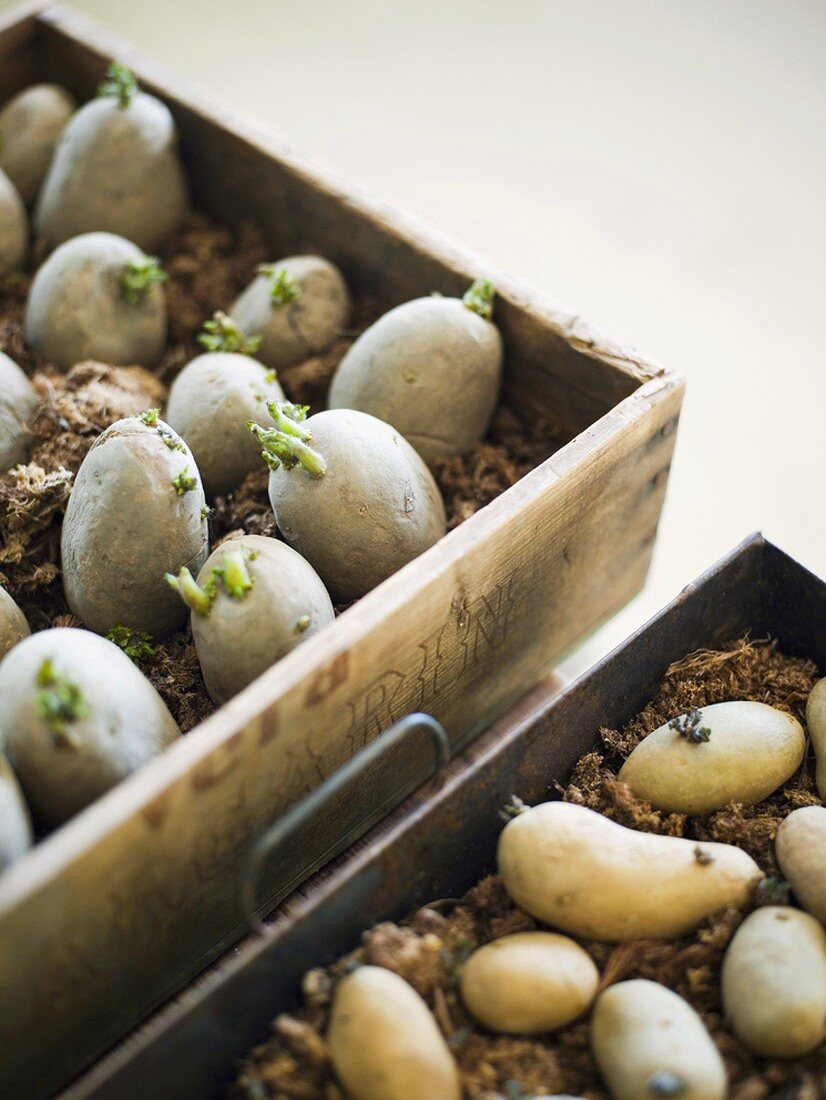 Sprouting potatoes in boxes