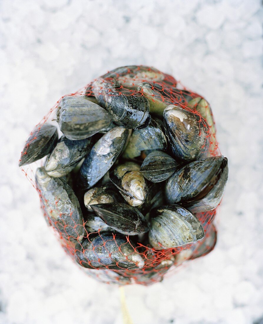 Fresh mussels in a net