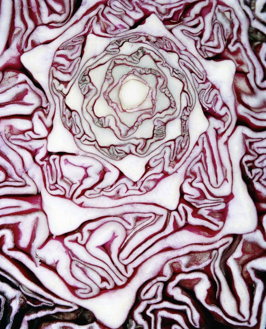 Red cabbage (close-up)