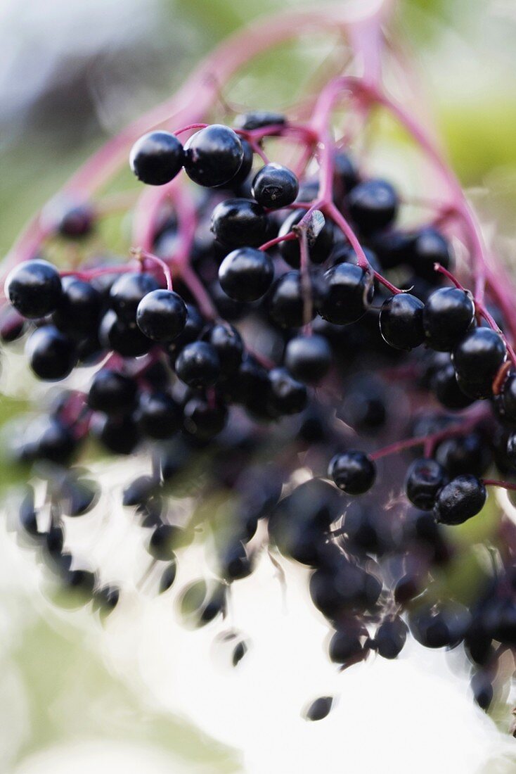 Elderberries (close-up)