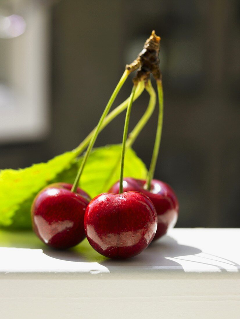 Three cherries on one stalk with leaves
