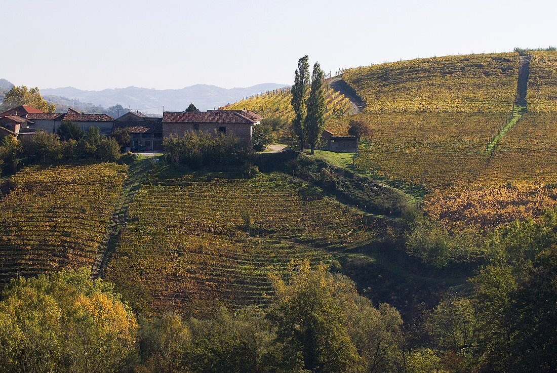 Weingut La Morandina, Piemont, Italien