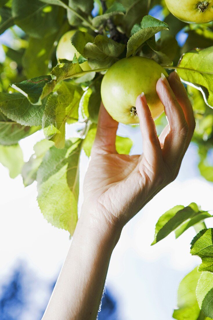 Hand pflückt Apfel vom Baum