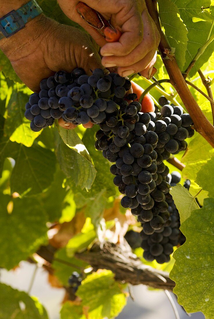 Grape-picking, Quinta do Crasto, Douro, Portugal
