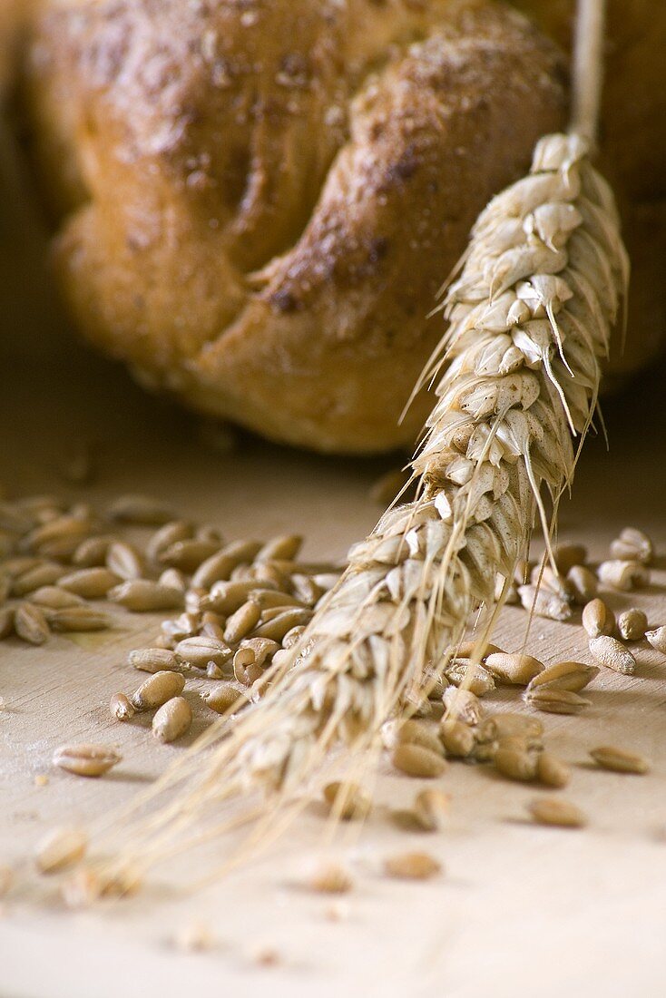 Ear of wheat, grains of wheat and wheat bread