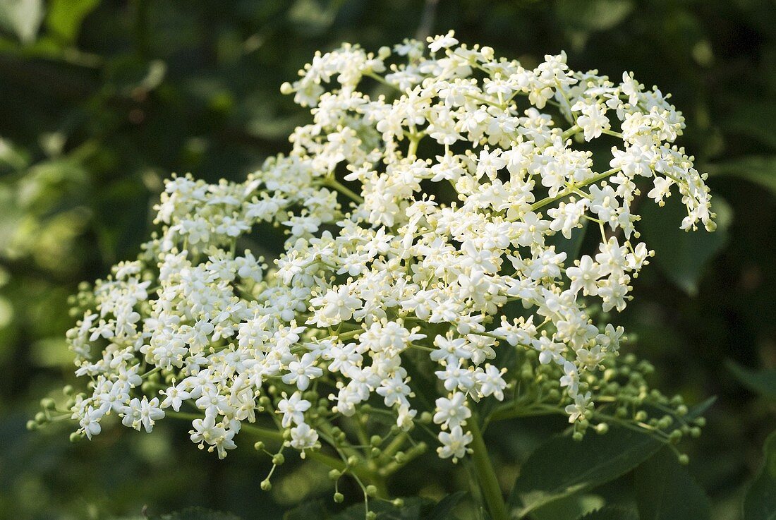 Elderflowers on the bush