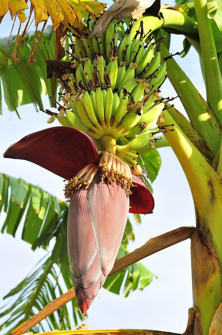 Bananenstaude mit Blüte und Früchten
