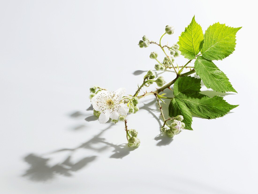 Brombeerzweig mit Blüten