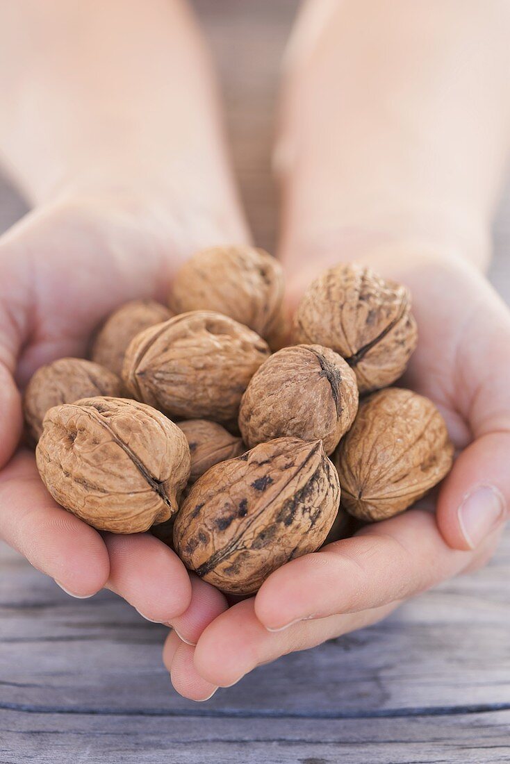 Hands holding walnuts